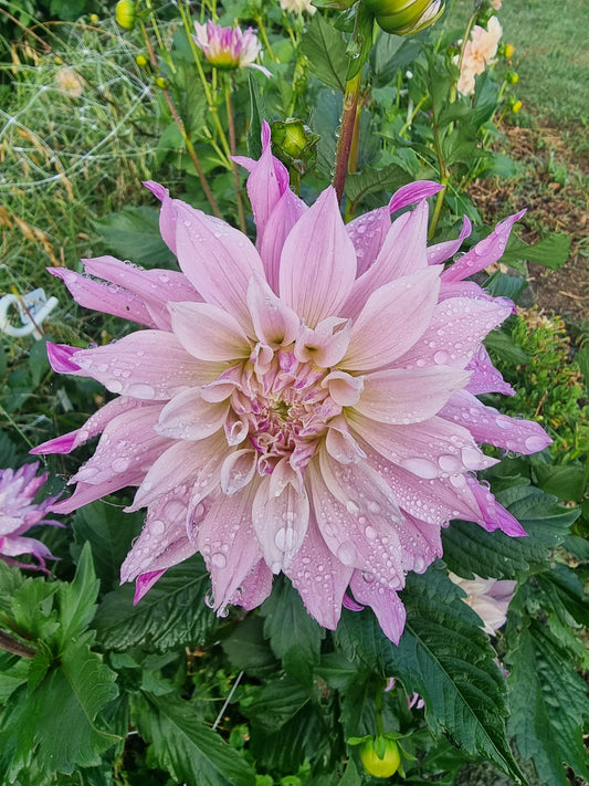 Labyrinth Two Tone