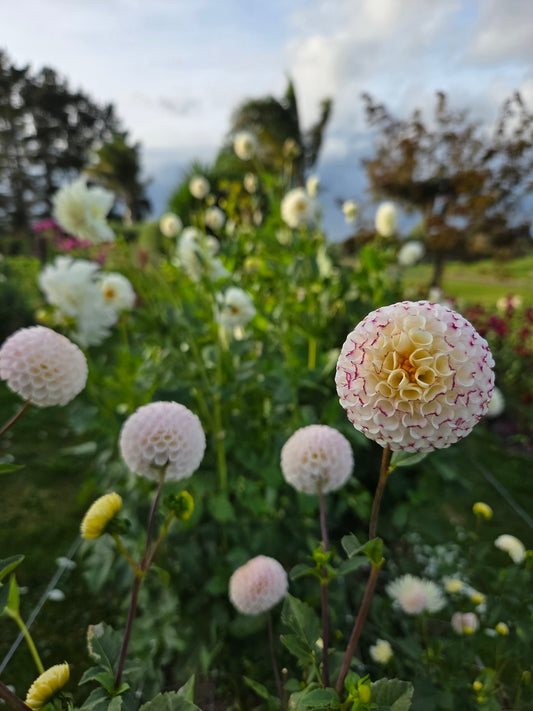 Small World