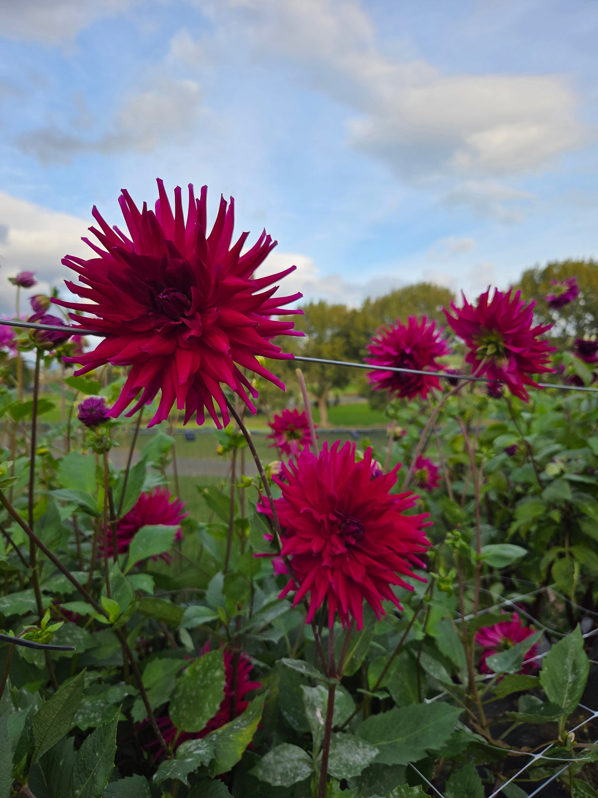 Purple Gem