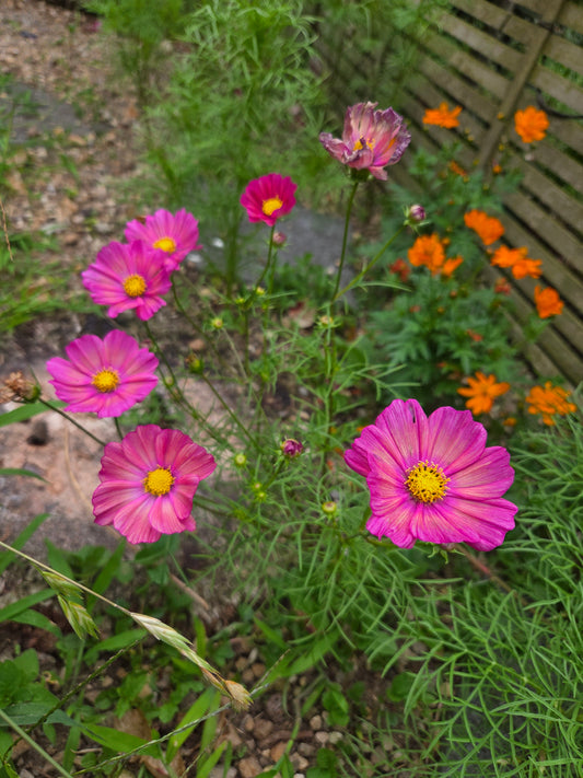 Cosmos Seed - Farmgate Flowers Mix