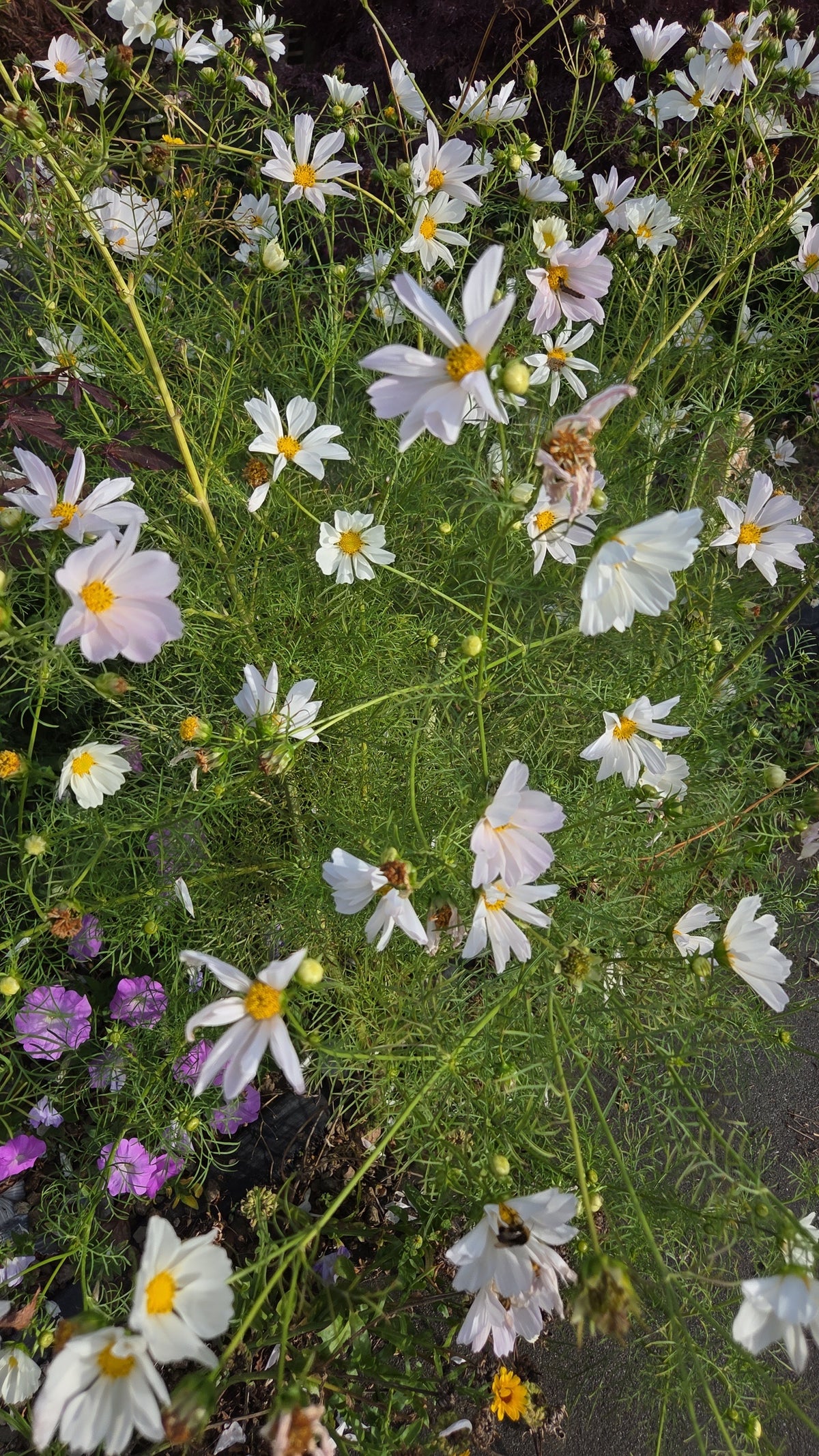 Cosmos Seed - Farmgate Flowers Mix