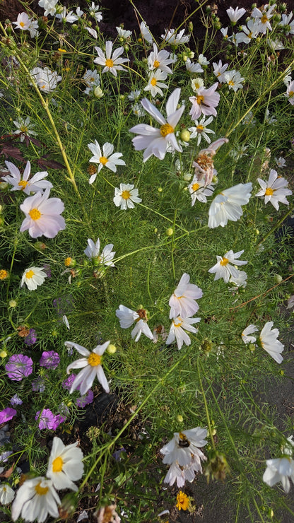 Cosmos Seed - Farmgate Flowers Mix
