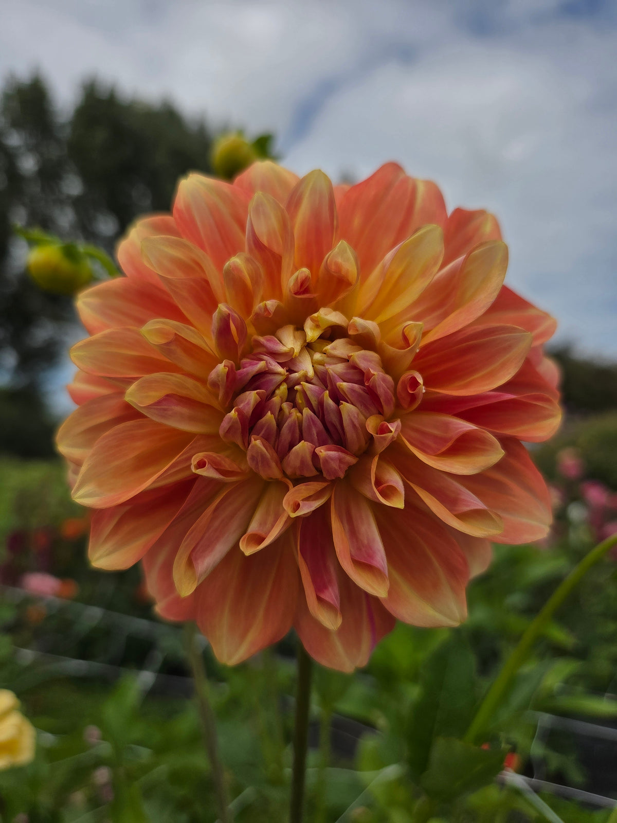 Mystery Orange