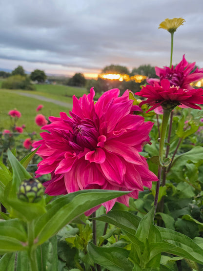 Penhill Dark Monarch