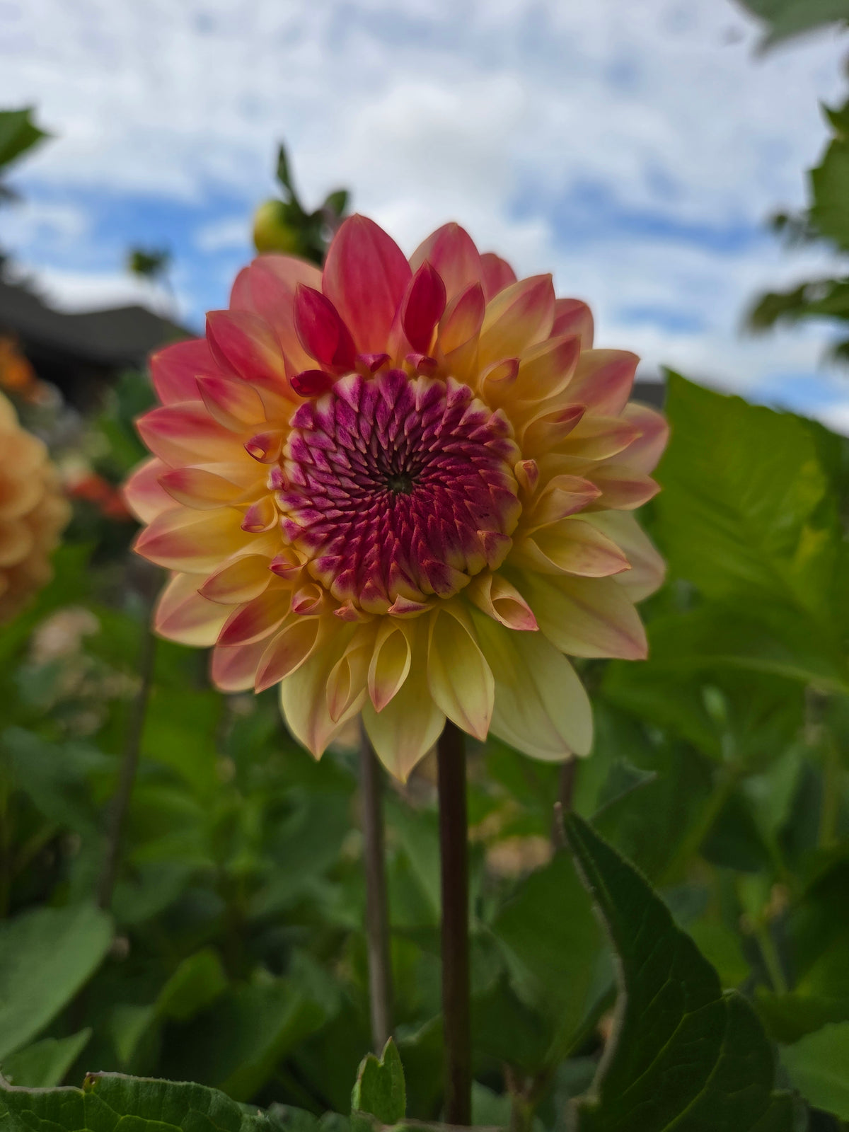 Dahlia Seed - Farmgate Flowers Farm Mix