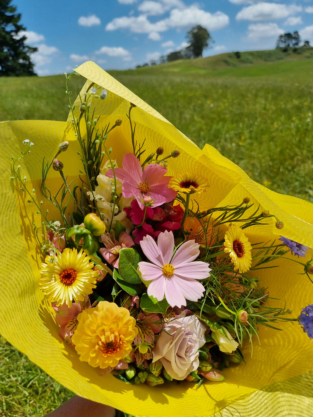 Cosmos Seed - Farmgate Flowers Mix