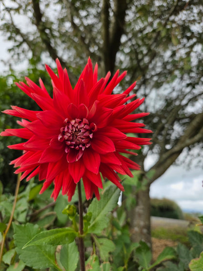 Dahlia Seed - Farmgate Flowers Farm Mix