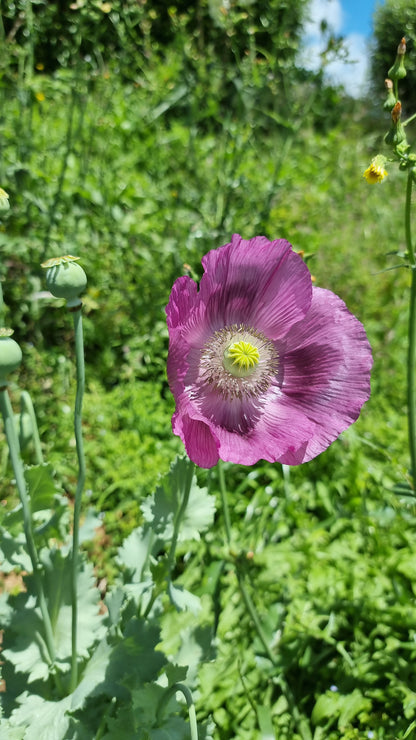Purple Poppy seeds