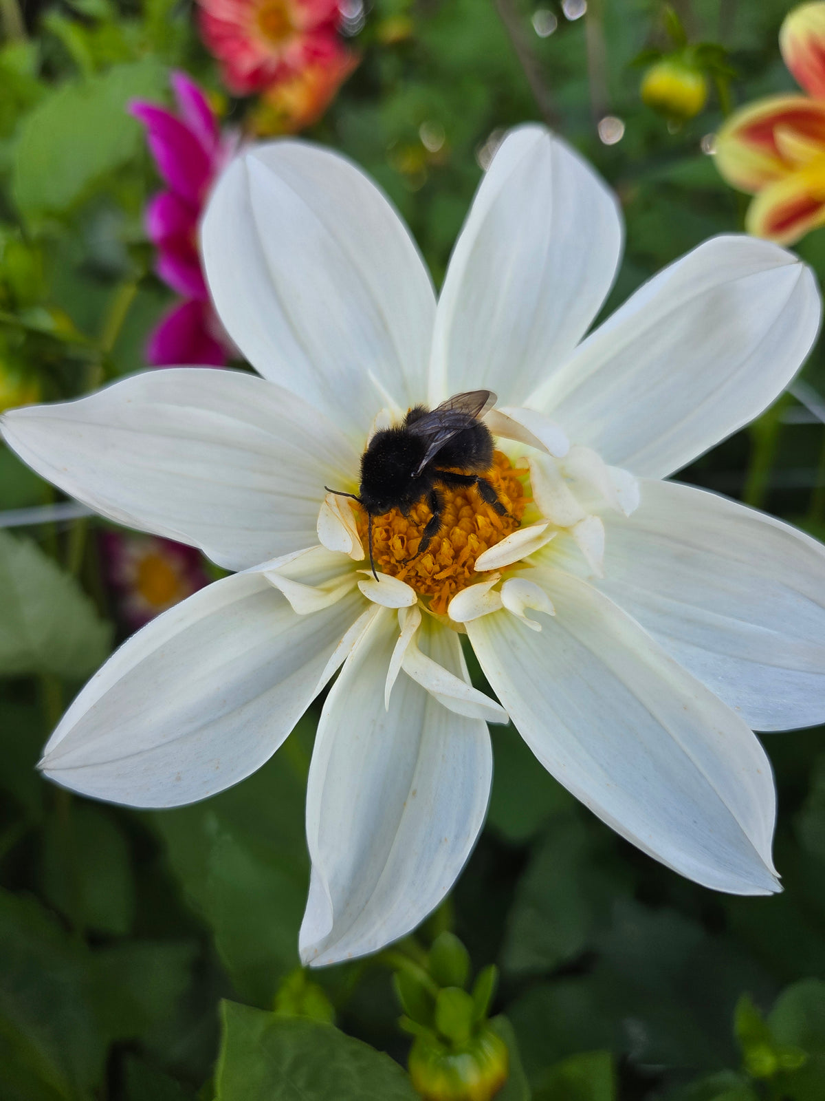Dahlia Seed - Farmgate Flowers Farm Mix