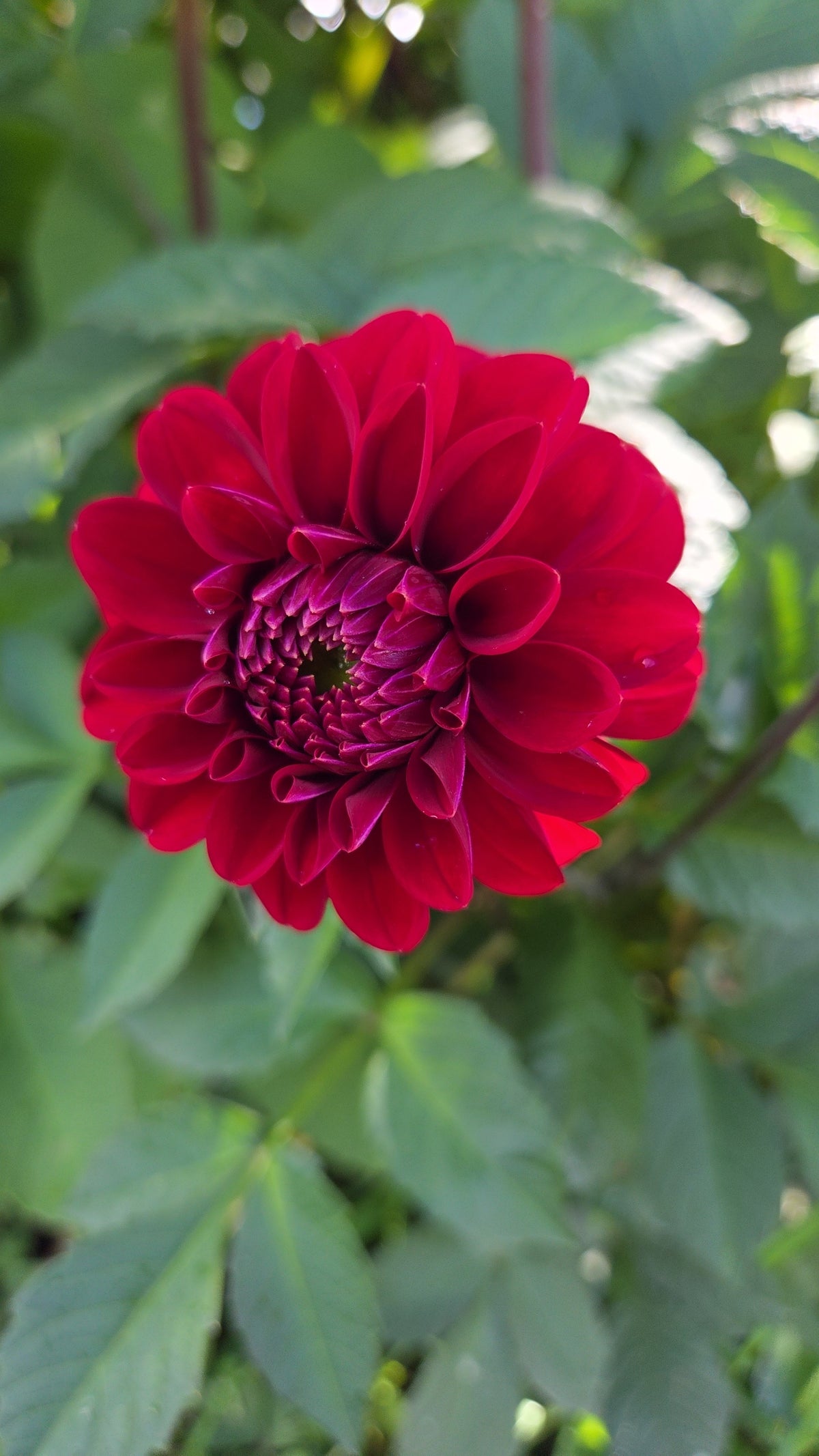 Dahlia Seed - Farmgate Flowers Farm Mix