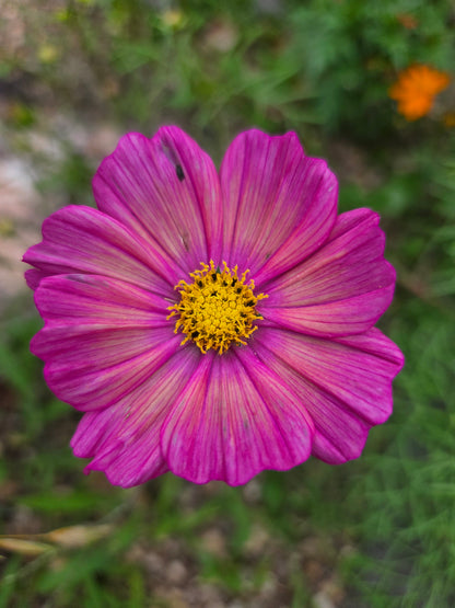 Cosmos Seed - Farmgate Flowers Mix