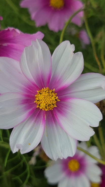 Cosmos Seed - Farmgate Flowers Mix