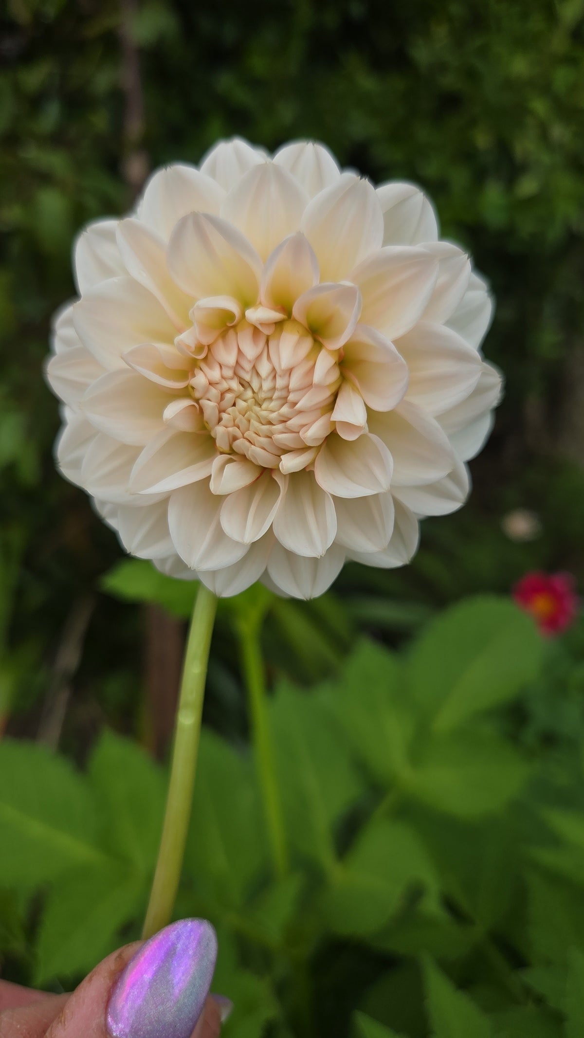 Dahlia Seed - Farmgate Flowers Farm Mix
