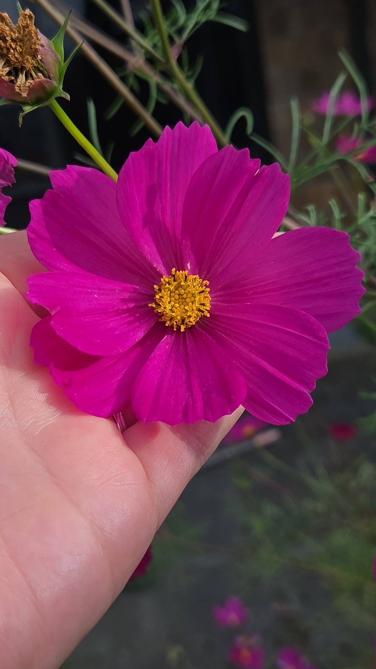 Cosmos Seed - Farmgate Flowers Mix