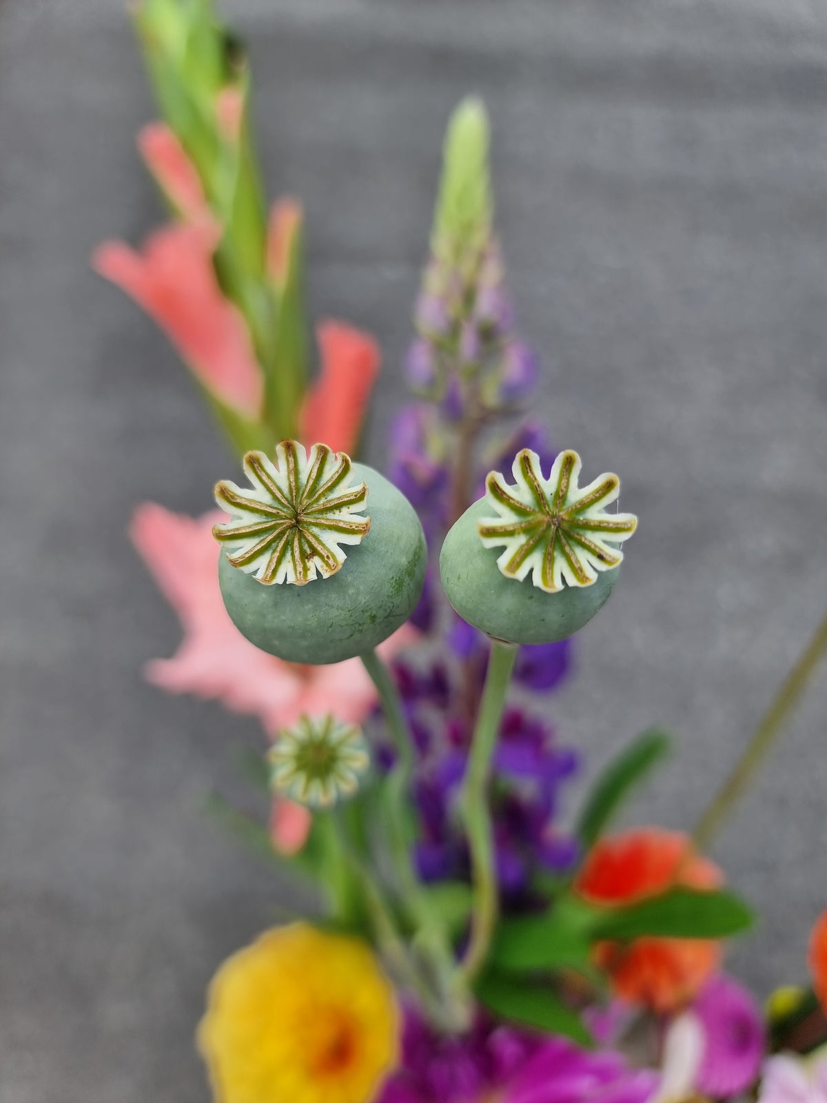 Purple Poppy seeds
