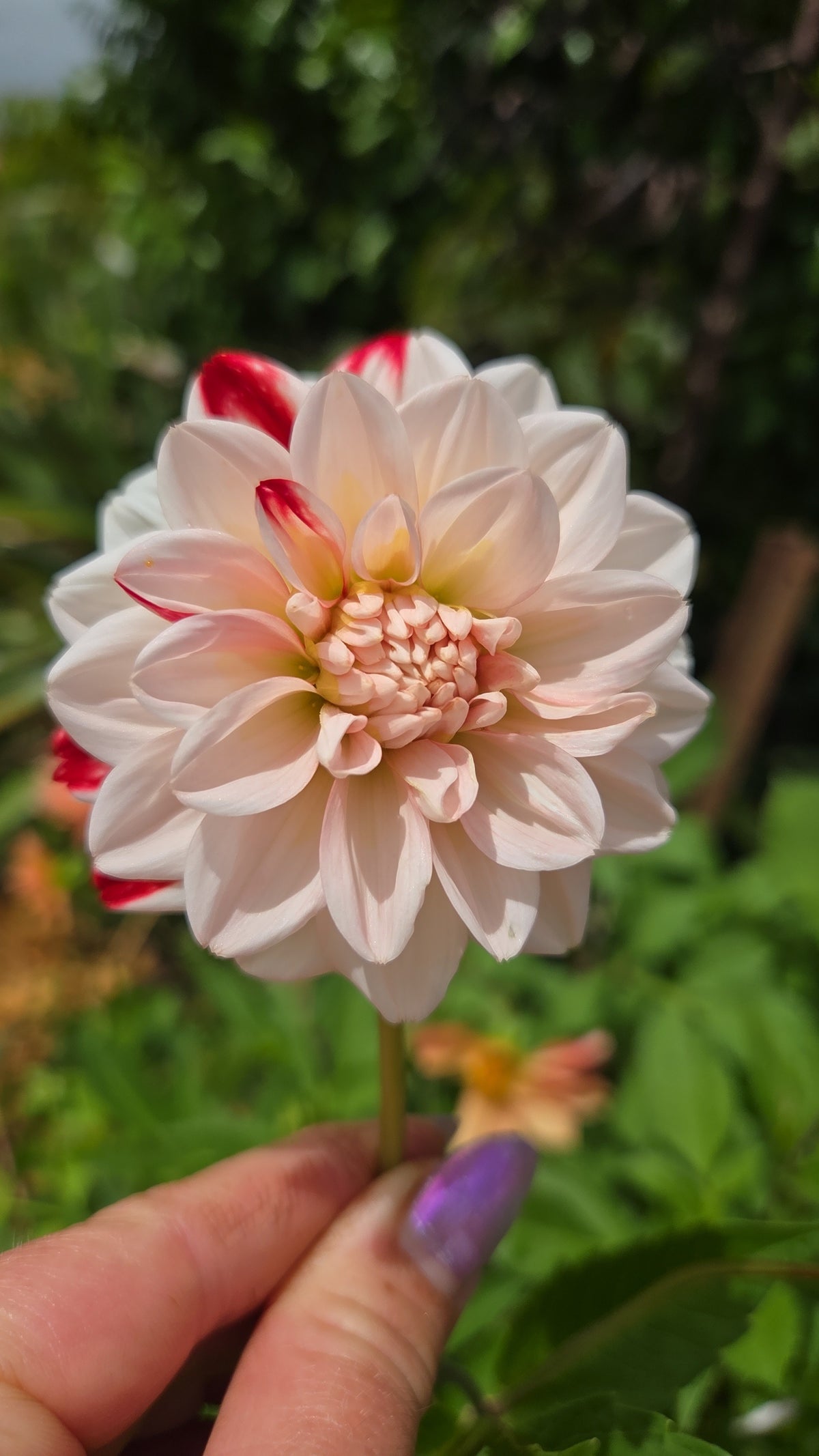 Dahlia Seed - Farmgate Flowers Farm Mix
