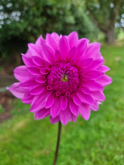 Dahlia Seed - Farmgate Flowers Farm Mix
