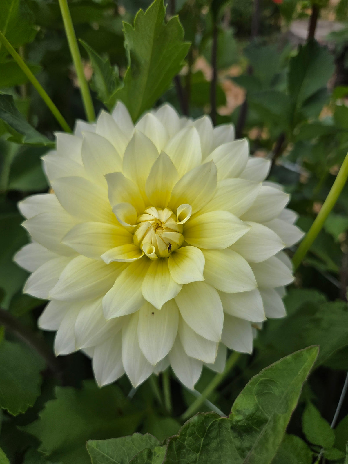 Dahlia Seed - Farmgate Flowers Farm Mix