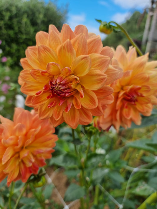 Mystery Orange
