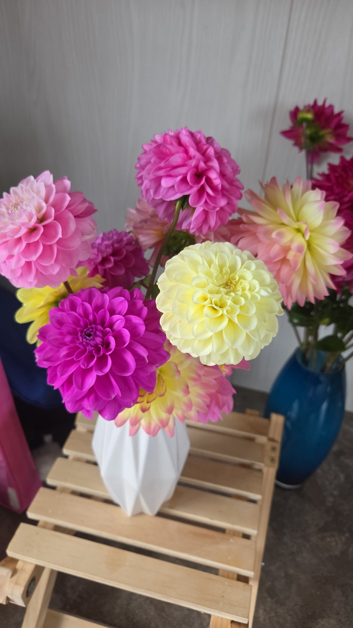 Dahlia Seed - Farmgate Flowers Farm Mix