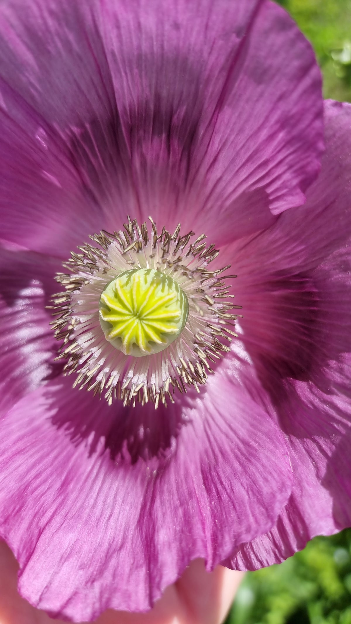 Purple Poppy seeds