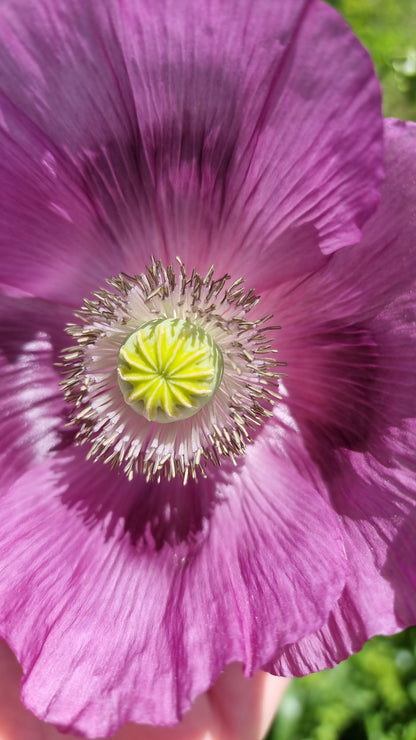 Purple Poppy seeds