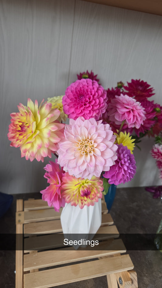 Dahlia Seed - Farmgate Flowers Farm Mix