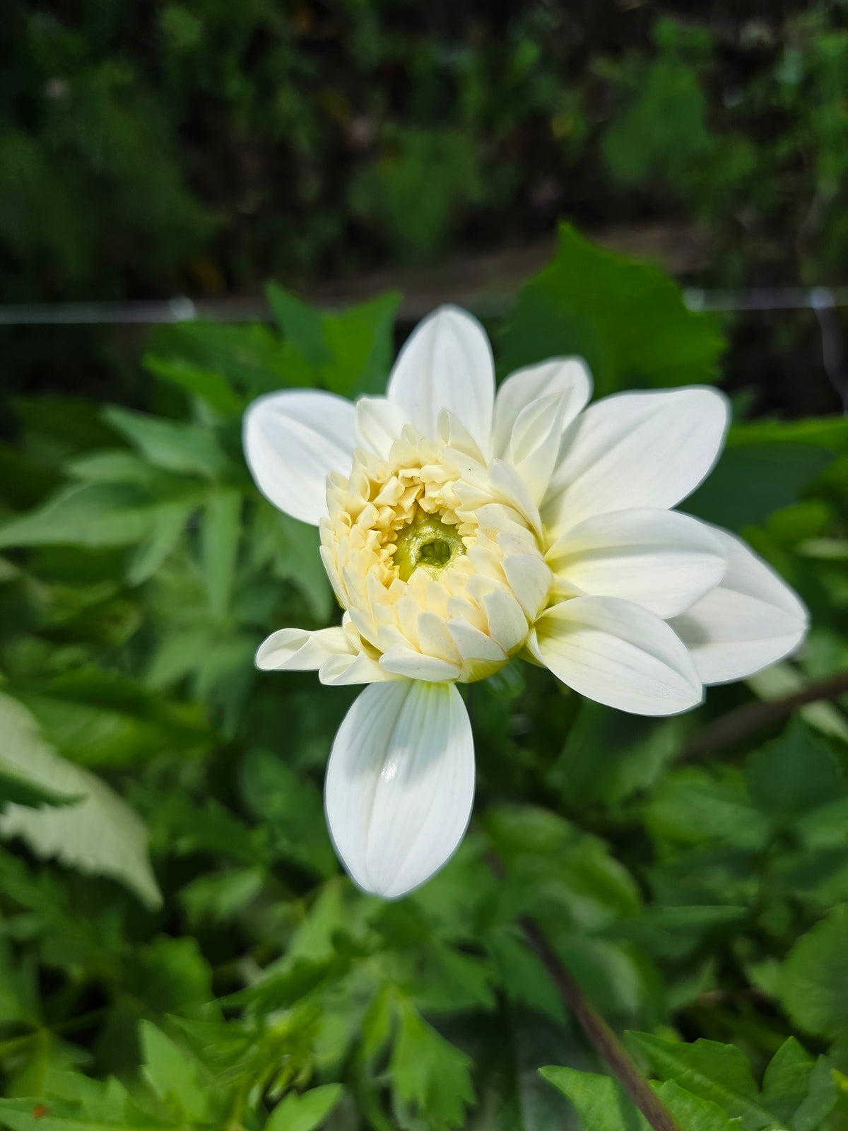 Dahlia Seed - Farmgate Flowers Farm Mix