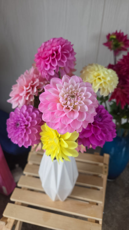 Dahlia Seed - Farmgate Flowers Farm Mix