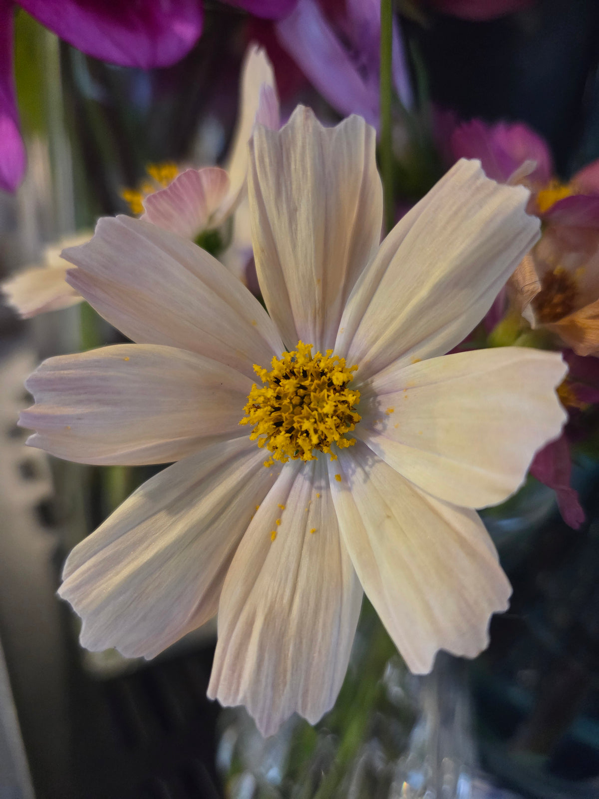 Cosmos Seed - Farmgate Flowers Mix