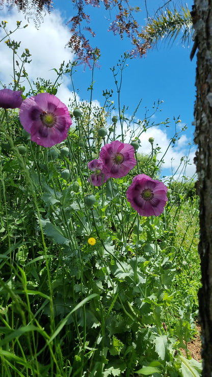 Purple Poppy seeds