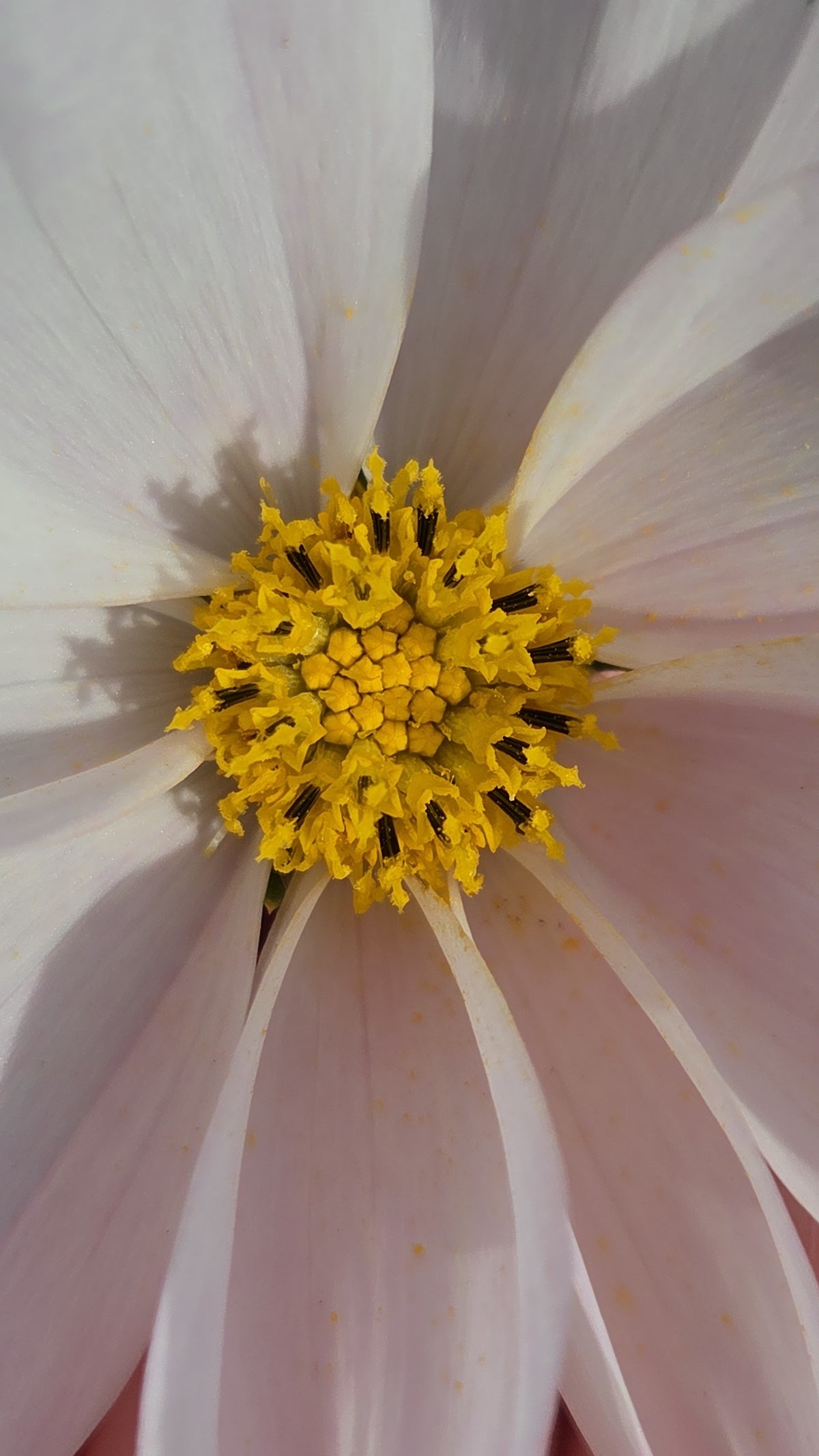 Cosmos Seed - Farmgate Flowers Mix