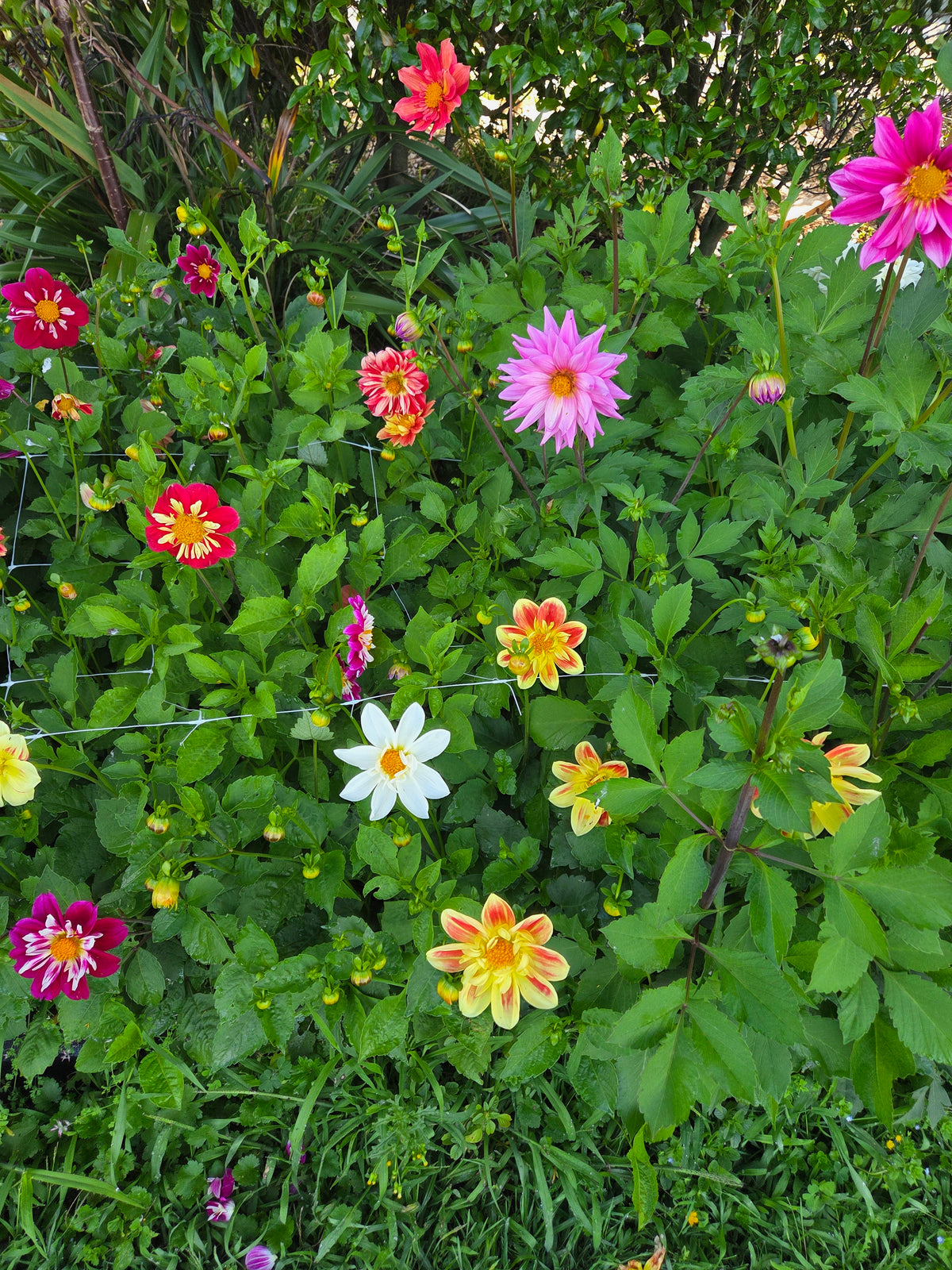Dahlia Seed - Farmgate Flowers Farm Mix