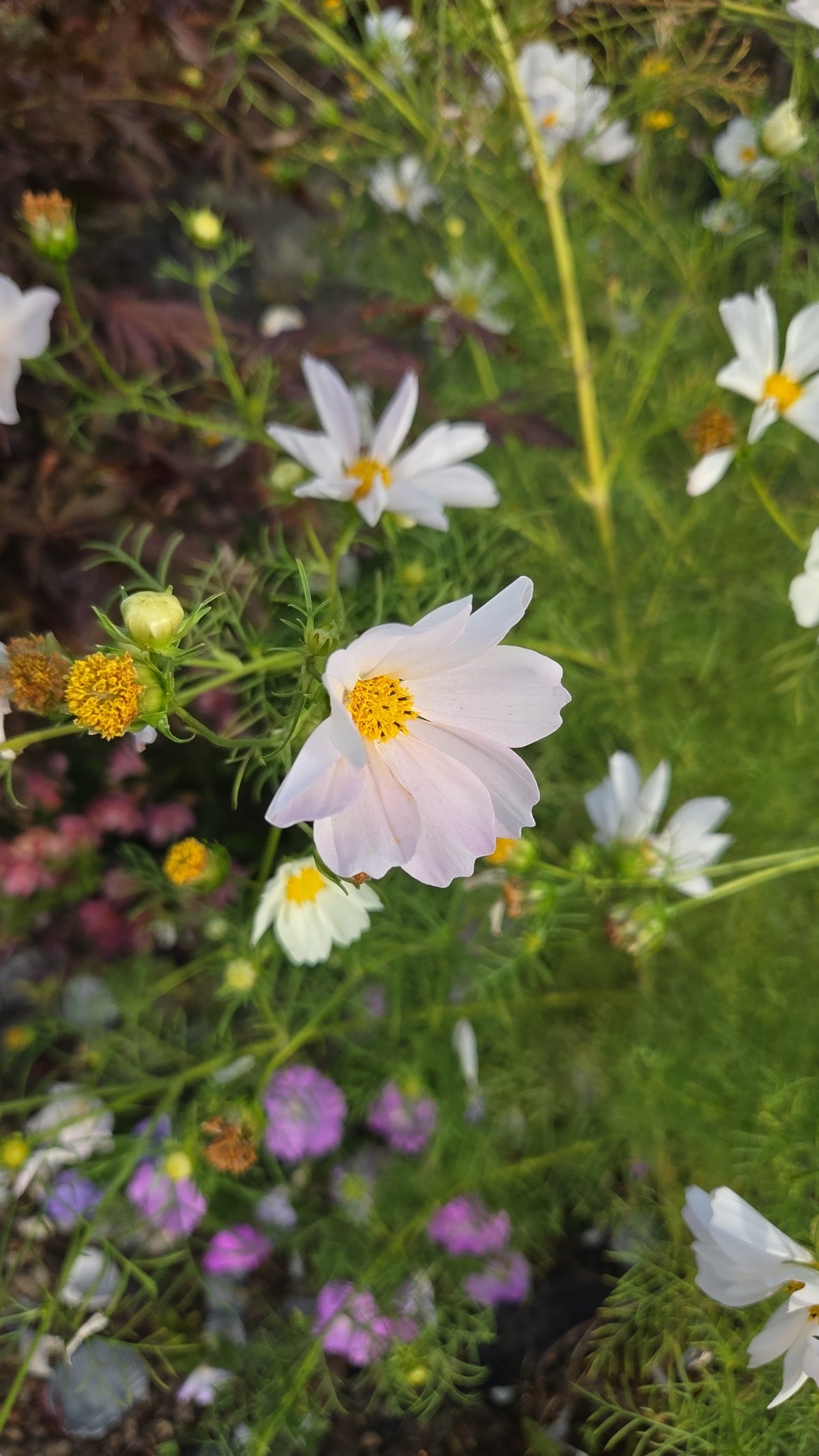 Cosmos Seed - Farmgate Flowers Mix