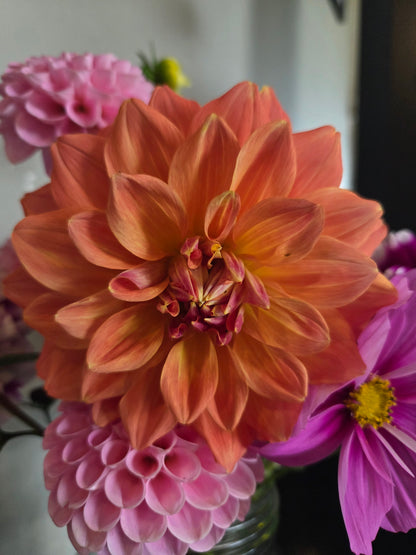 Mystery Orange