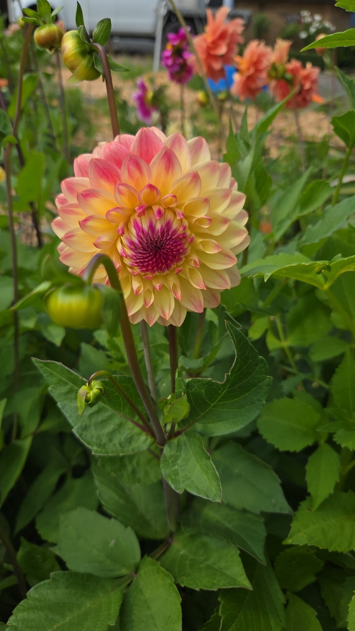 Dahlia Seed - Farmgate Flowers Farm Mix