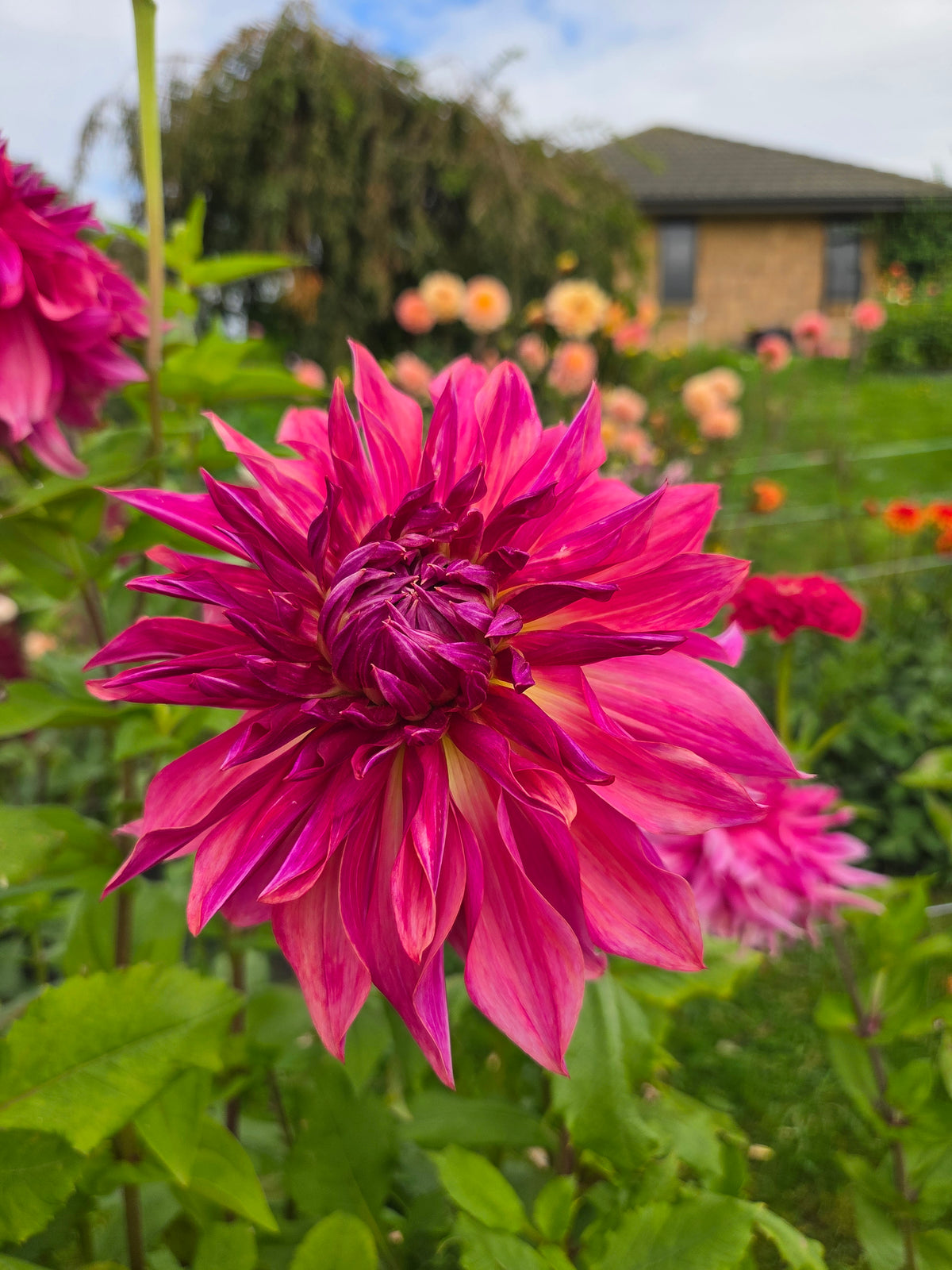 Penhill Dark Monarch