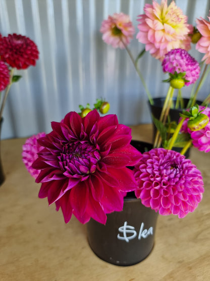 Diva