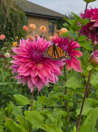 Penhill Dark Monarch