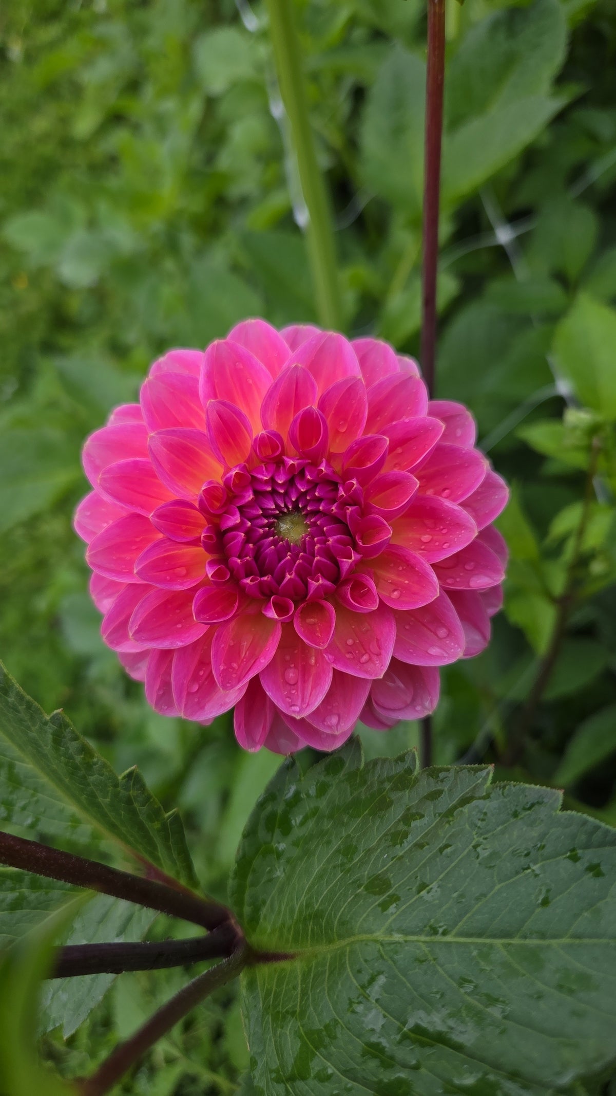 Dahlia Seed - Farmgate Flowers Farm Mix