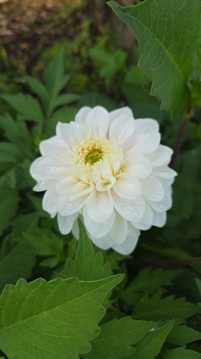 Dahlia Seed - Farmgate Flowers Farm Mix