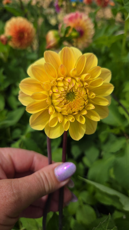 Dahlia Seed - Farmgate Flowers Farm Mix