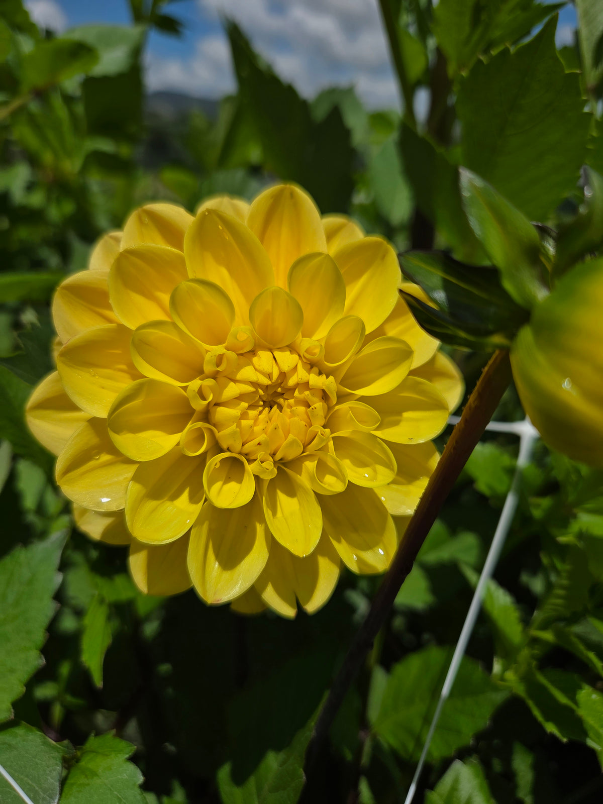Dahlia Seed - Farmgate Flowers Farm Mix