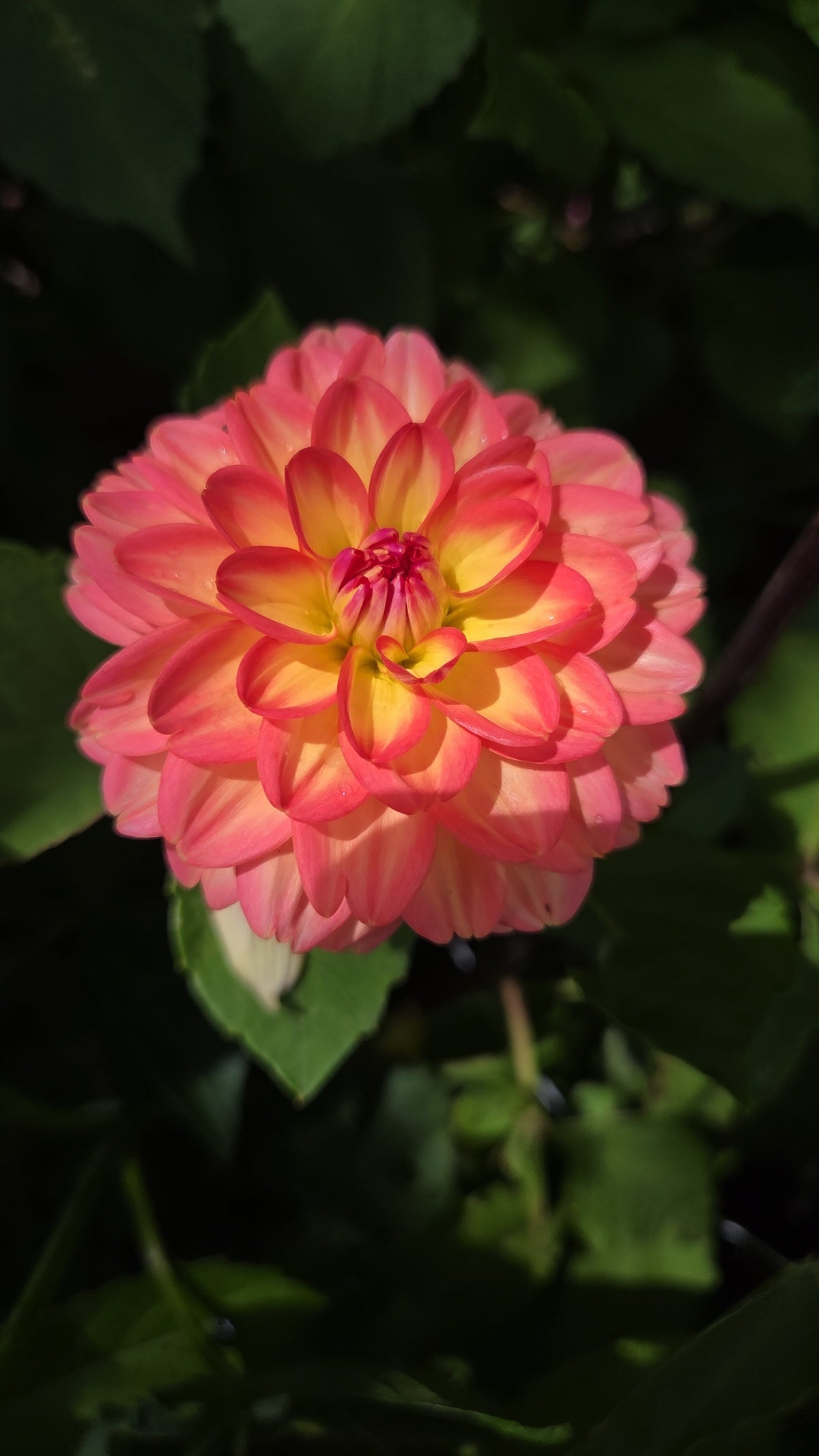 Dahlia Seed - Farmgate Flowers Farm Mix