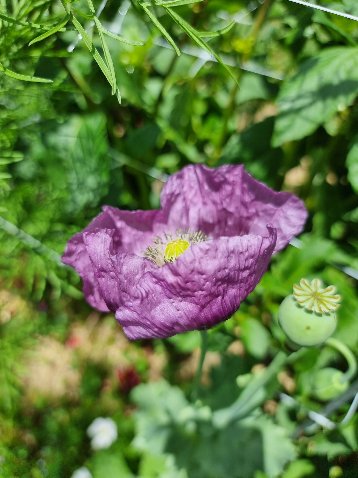 Purple Poppy seeds