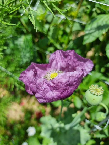 Purple Poppy seeds