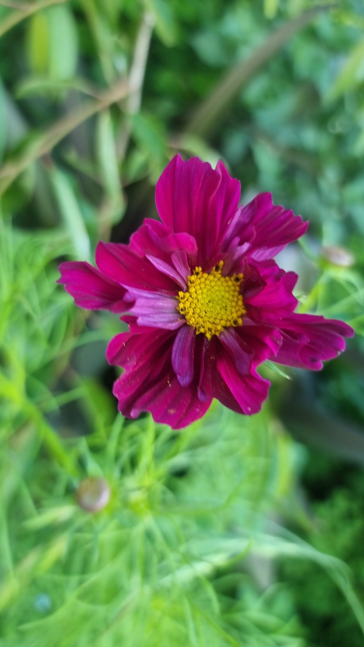 Cosmos Seed - Farmgate Flowers Mix