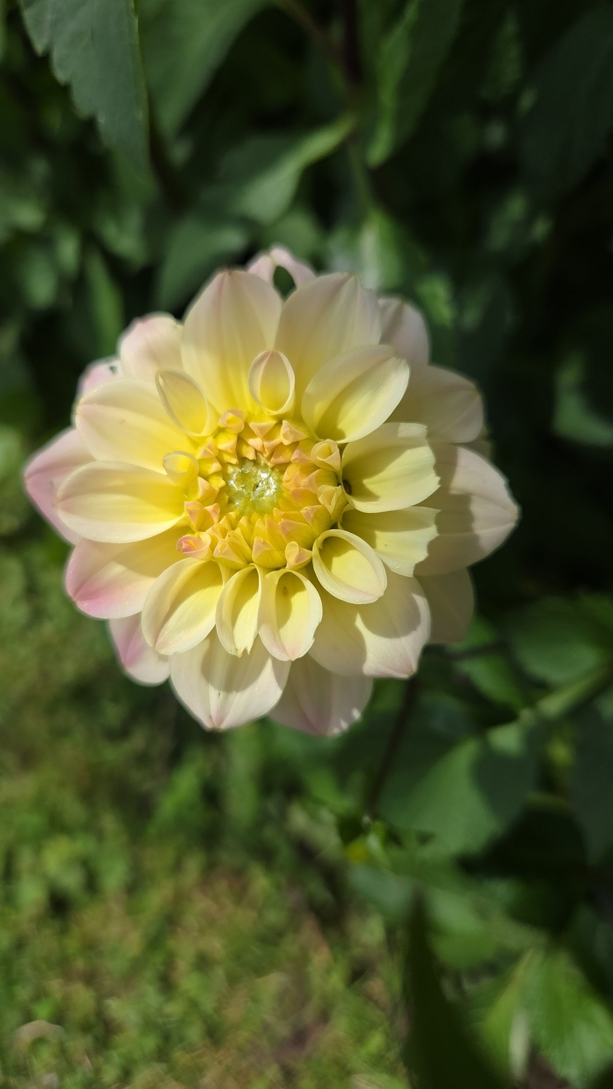 Dahlia Seed - Farmgate Flowers Farm Mix
