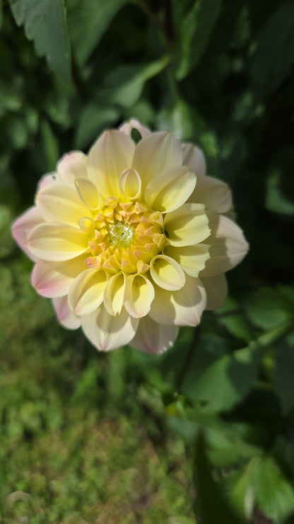 Dahlia Seed - Farmgate Flowers Farm Mix