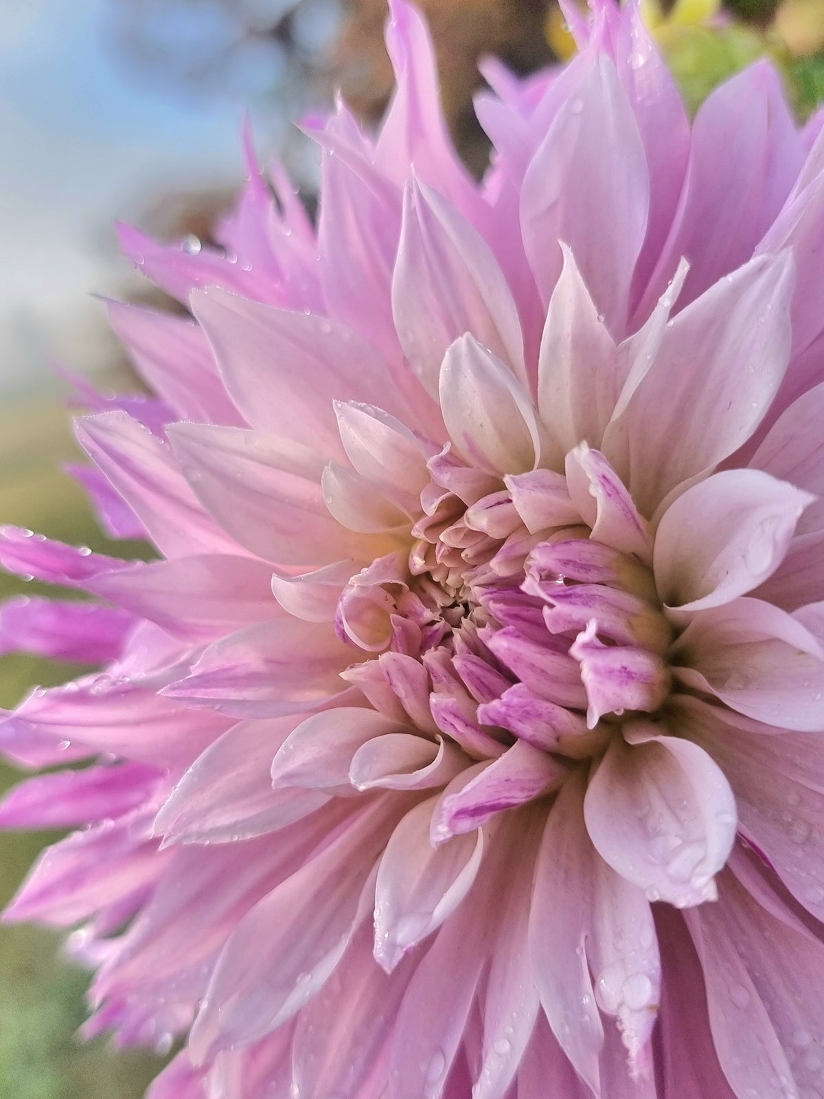Labyrinth Two Tone